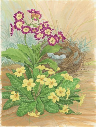 Aurikel, sleutelbloem en nest, 1998 door Linda Benton